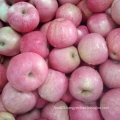 High Quality of Fresh Red Qinguan Apple